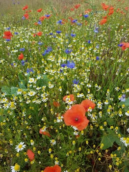 Ackerunkraeuter, Kamille  Klatschmohn  Kornblumen  Natur