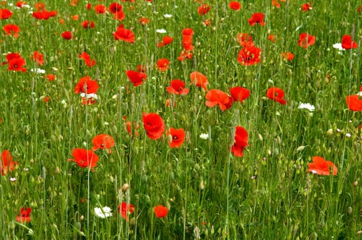 Klatschmohn