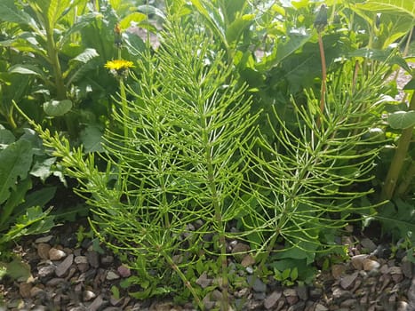 Ackerschachtelhalm  Equisetum  arvense  Keimling, Sproessling, Sprosse, Jungpflanze