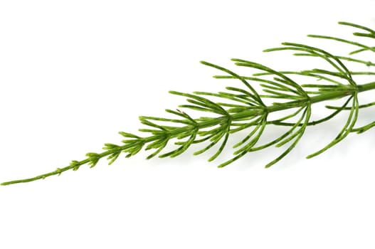Ackerschachtelhalm  Equisetum arvense
