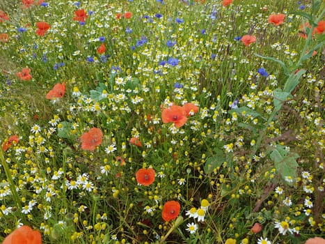 Ackerunkraeuter, Kamille  Klatschmohn  Kornblumen  Natur