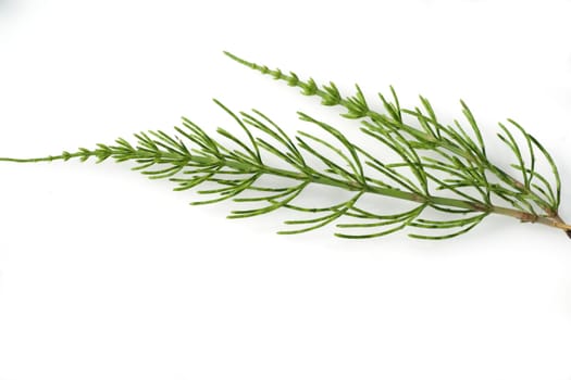 Ackerschachtelhalm  Equisetum arvense