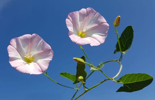 Ackerwinde  Convolvulus, arvensis  Pflanze, Heilpflanze