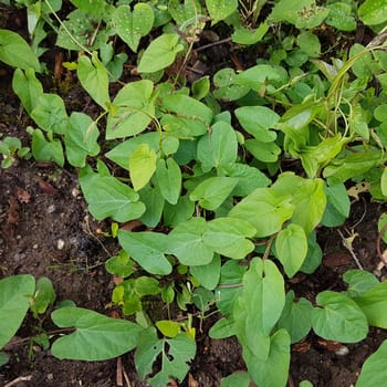 Ackerwinde  Convolvulus, arvensis  Keimling, Sproessling, Sprosse, Jungpflanze