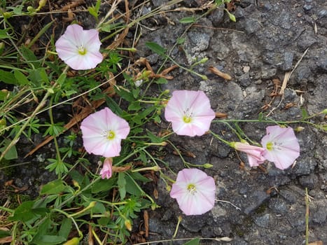 Ackerwinde  Convolvulus, arvensis  Pflanze, Heilpflanze
