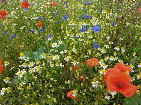 Ackerunkraeuter, Kamille  Klatschmohn  Kornblumen  Natur