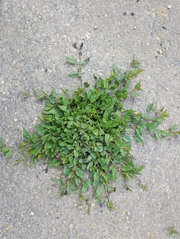 Ackerwinde  Convolvulus, arvensis