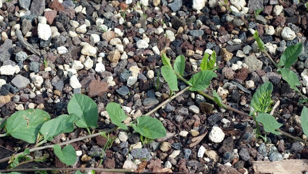 Ackerwinde  Convolvulus, arvensis  Keimling, Sproessling, Sprosse, Jungpflanze