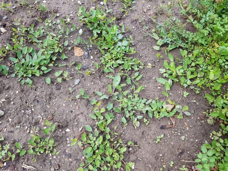 Ackerwinde  Convolvulus, arvensis  Keimling, Sproessling, Sprosse, Jungpflanze