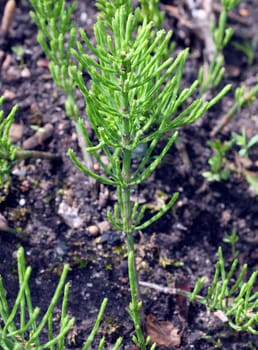 Ackerschachtelhalm  Equisetum  arvense  Keimling, Sproessling, Sprosse, Jungpflanze