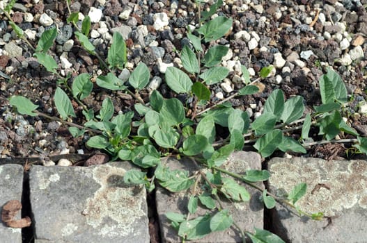 Ackerwinde  Convolvulus, arvensis  Keimling, Sproessling, Sprosse, Jungpflanze