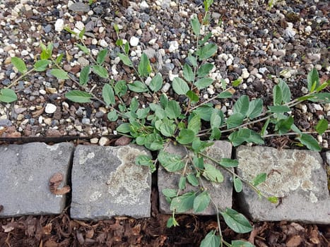 Ackerwinde  Convolvulus, arvensis  Keimling, Sproessling, Sprosse, Jungpflanze