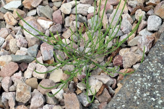 Ackerschachtelhalm  Equisetum  arvense  Keimling, Sproessling, Sprosse, Jungpflanze