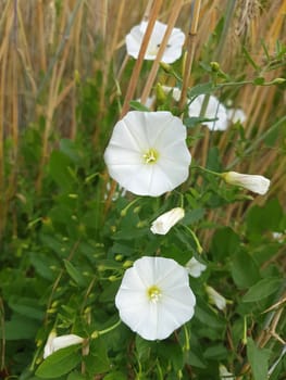 Ackerwinde  Convolvulus, arvensis  Pflanze, Heilpflanze