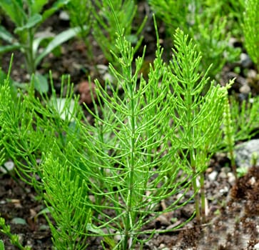 Ackerschachtelhalm  Equisetum  arvense  Keimling, Sproessling, Sprosse, Jungpflanze