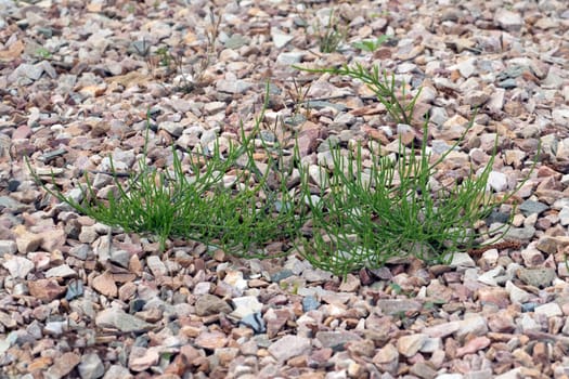 Ackerschachtelhalm  Equisetum  arvense  Keimling, Sproessling, Sprosse, Jungpflanze