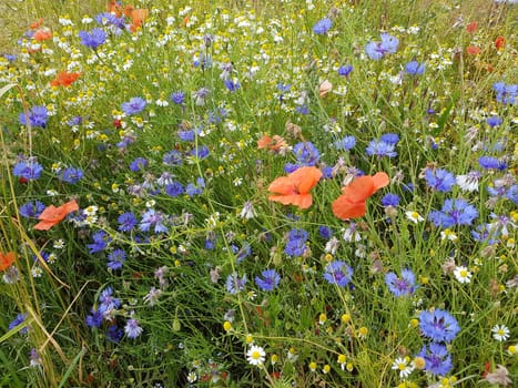 Ackerunkraeuter, Kamille  Klatschmohn  Kornblumen  Natur
