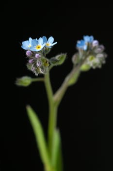 Ackervergissmeinnicht, Myosotis, arvensis