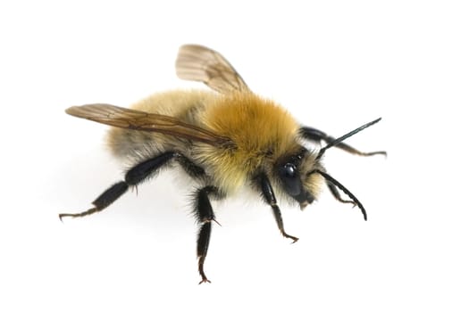 Ackerhummel, Bombus pascuorum, Hummel