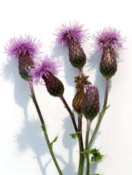 Acker-Kratzdistel  Cirsium arvense