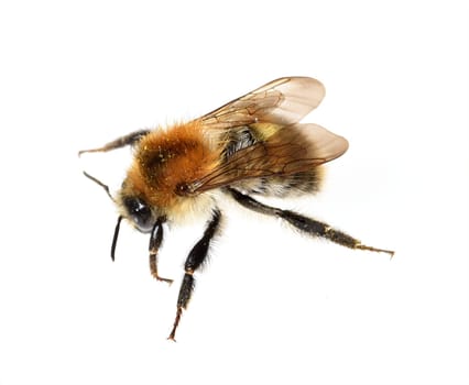 Ackerhummel, Bombus pascuorum, Hummel, Insekt