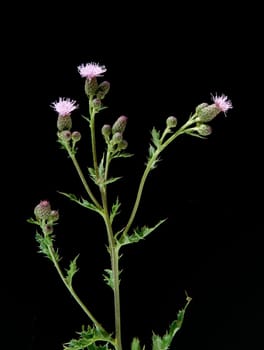 Acker-Kratzdistel  Cirsium arvense
