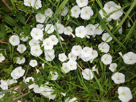 Ackerwinde  Convolvulus, arvensis  Pflanze, Heilpflanze