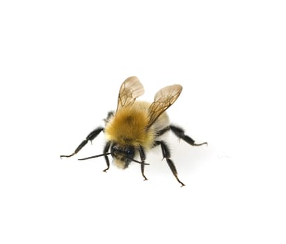 Ackerhummel, Bombus pascuorum, Hummel