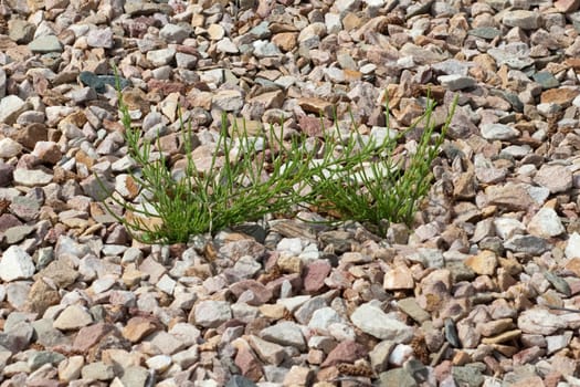 Ackerschachtelhalm  Equisetum  arvense  Keimling, Sproessling, Sprosse, Jungpflanze