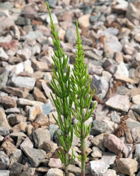 Ackerschachtelhalm  Equisetum  arvense  Keimling, Sproessling, Sprosse, Jungpflanze