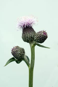Acker-Kratzdistel, Cirsium arvense, Ackerkratzdistel