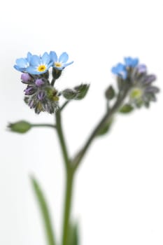 Ackervergissmeinnicht, Myosotis, arvensis