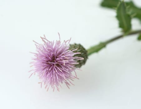 Acker-Kratzdistel, Cirsium arvense, Ackerkratzdistel