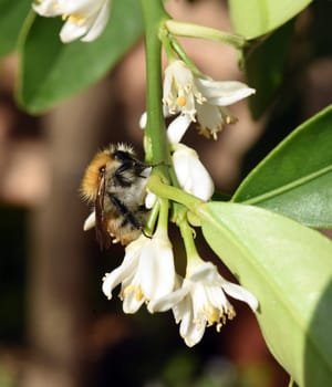 Ackerhummel, Bombus pascuorum, Hummel, Insekt