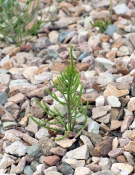 Ackerschachtelhalm  Equisetum  arvense  Keimling, Sproessling, Sprosse, Jungpflanze