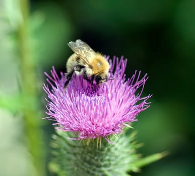 Kratzdistel  Ackerhummel  Bombus pascuorum  Hummel