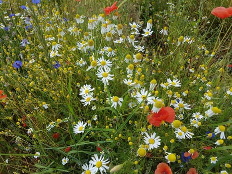 Ackerunkraeuter, Kamille  Klatschmohn  Kornblumen  Natur