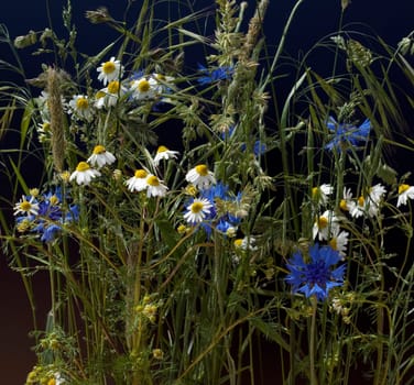 Ackerpflanzen, kamille, klatschmohn, kornblumen, graeser