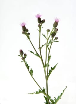Acker-Kratzdistel  Cirsium arvense