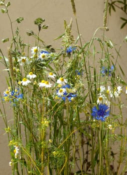 Ackerpflanzen, kamille, klatschmohn, kornblumen, graeser