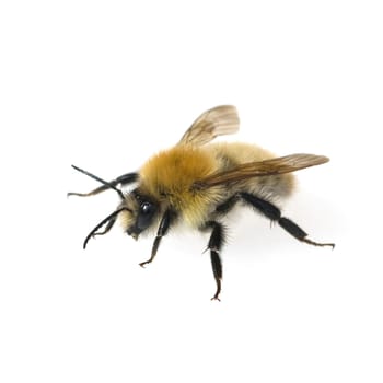 Ackerhummel, Bombus pascuorum, Hummel