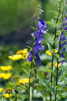 Acker-Glockenblume  Glockenblume  Campanula rapunculoides