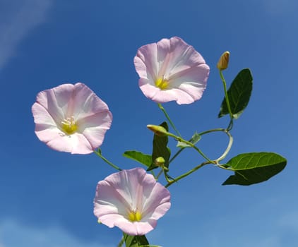 Ackerwinde  Convolvulus, arvensis  Pflanze, Heilpflanze
