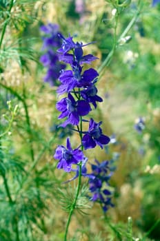 Ackerrittersporn, consolida ajacis, Wildform