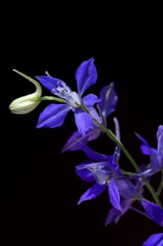 Ackerrittersporn  consolida ajacis  Wildform