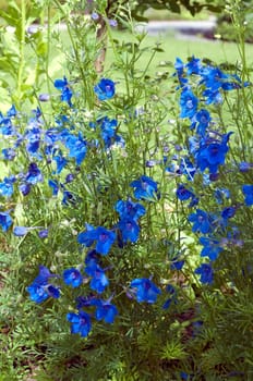 Ackerrittersporn  consolida  ajacis