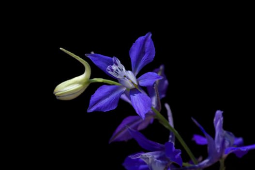 Ackerrittersporn  consolida ajacis  Wildform