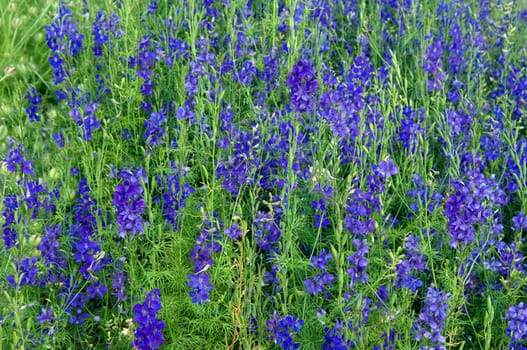 Ackerrittersporn  Concolida regalis, Delphinium consolida, Delphinium, consolida