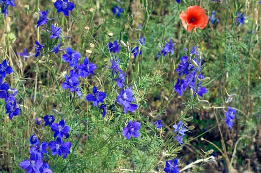 Ackerrittersporn, consolida ajacis, Wildform