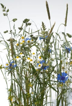 Ackerpflanzen, kamille, klatschmohn, kornblumen, graeser